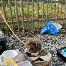 돌고래오토캠핑장 | 태안여행 방포항 | 안면도마린오토캠핑장 명당, 꿀팁 | 백사장항 쭈꾸미낚시