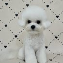 마이멍멍 이미지