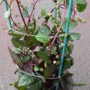 후추 (식물) [black pepper]의 효능 이미지