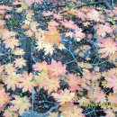 춘식이네 이미지