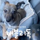 여헌로6길-1 | [구미/애견] 구미애견미용 인의동애견미용 인동 “버블리독” 우리 강아지 몽이 미용후기🐾
