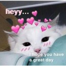 42. 너의 고양이와 나의 고양이는 거의 닮았다 💖🐰💝 이미지