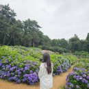 더힐시그니처경로당 | 7월8월 제주서귀포 가볼만한곳 수국 능소화명소 숨도 귤림성 예매할인,소요시간부터 카페숨도 총정리