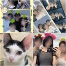 대영동물병원 | 자기계발서가 필요없는 사람 1위 (이미 잘하고 있어서) 일상