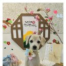 어여쁘개 이미지