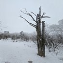 강원태백산(1,567m)설경/눈꽃축제. 이미지