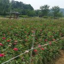 기흥호수공원(생태) 이미지