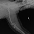 사랑우리애동물병원 이미지