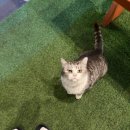 글로리아펜션 | 동해 애견동반 숙소 글로리아펜션