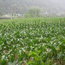 홍천찰옥수수 드셔 보세요 이미지