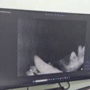힐링힐스 동물 치과병원 이미지