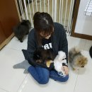 리얼허브애견카페 이미지