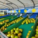 168.상패동행정복지센터_1 | 국산 짭짤이토마토 가득,청주과일가게 오늘의과일 송절점에서 만난 제철 한 접시 후기요