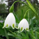 스노우드롭 이미지