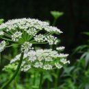 은빛파도 이미지