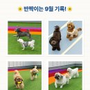 몽벨로 펫 케어센터 이미지