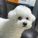 아이디어스 강아지 띠부띠부씰 제작하기(마루띠부씰)