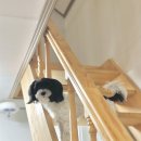 놀멍애견펜션 이미지