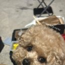 미용할개 이미지