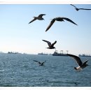 부산갈매기 이미지