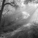 신*영