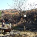 황토버섯 이미지