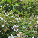 시방