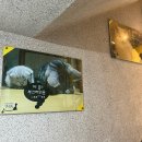 원 그루밍 | [부산대]힐링공간 고양이카페_양이양이 내돈내산 후기