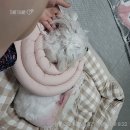 예은 유치원 | 예은동물병원 슬개골수술 후기(6개월후)/강아지 췌장염 조심/ 유치원추천