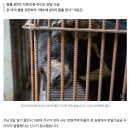 용인 곰 탈출 9일째 '행방불명'…주민들은 마주칠까 '덜덜' 이미지