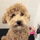 파주애견미용센터 이미지