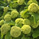 선재마을 이미지