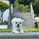 포동멍래블 대구 강아지운동장/강아지놀이터 마당대여 후기 [애견동반]