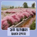핑크뮬리 꽃단지 원 | 경주 핑크뮬리 군락지 개화시기 포함 가을여행코스 5