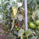 효소용 토마토와 주스용토마토---유기농입니다. 이미지