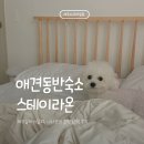 제주 터미널 숙소 추천 | 스테이라온, 애견동반 가성비 감성숙소 (7만원)