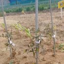 장기농약사 이미지