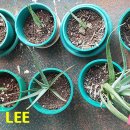 [이준성의 사진 묵상] 1391. 행복은 심고, 가꾸고, 만들어 나가는 것이다 이미지