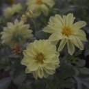 나란(NARAN)