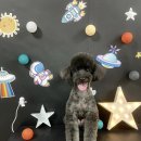 우주펫애견미용 이미지