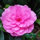 동백농장 이미지