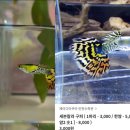 어항 준비에 24만원 쓴 구피와 몰리 키우는 초보 물집사 일기(준비에서 일주일)
