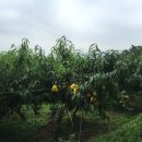 풍원농장 이미지