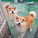 카무