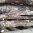 야생 황칠나무 (담금용, 탕제용, 약차용) 판매 이미지