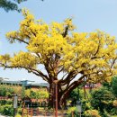 방학동 은행나무 이미지