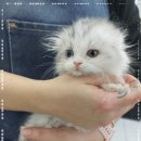 버디독 고양이분양 강아지분양 안심분양센터 인천점 이미지