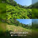 영천예초기 | 군위군 산성면 봉림리. 참나무 잡목 벌초 후기