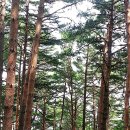 삼척 활기 치유의 숲 이미지