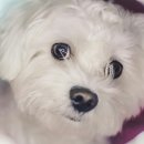 24시 바덴동물메디컬 이미지